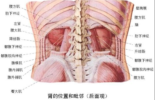 腰椎间盘突出的危害