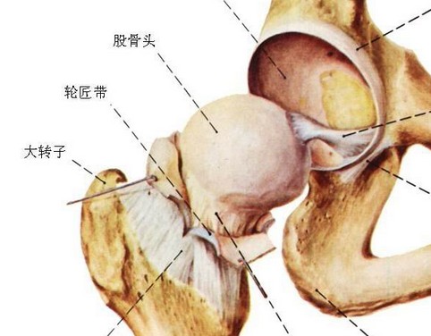 福州看股骨头坏死哪家医院好